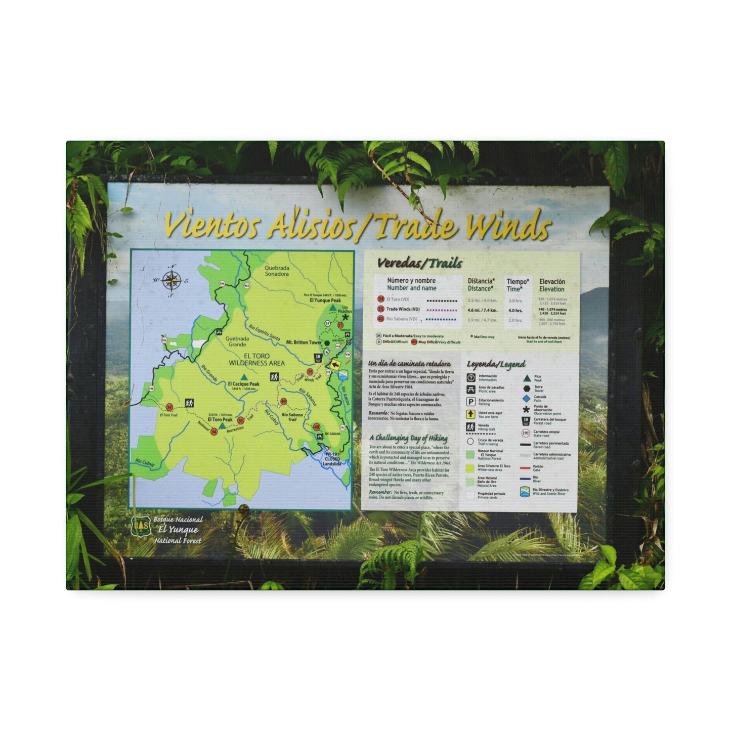 Canvas Stretched - Forest@Home - El Yunque - Sign with trails map on entrance of Tradewinds Trail - on PR 191 after the closed gate - Green Forest Home