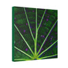 Canvas Stretched - Forest@Home - El Yunque - The center of the Vaquiña leaf - used in teas for kidney health - Green Forest Home