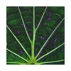 Canvas Stretched - Forest@Home - El Yunque - The center of the Vaquiña leaf - used in teas for kidney health - Green Forest Home