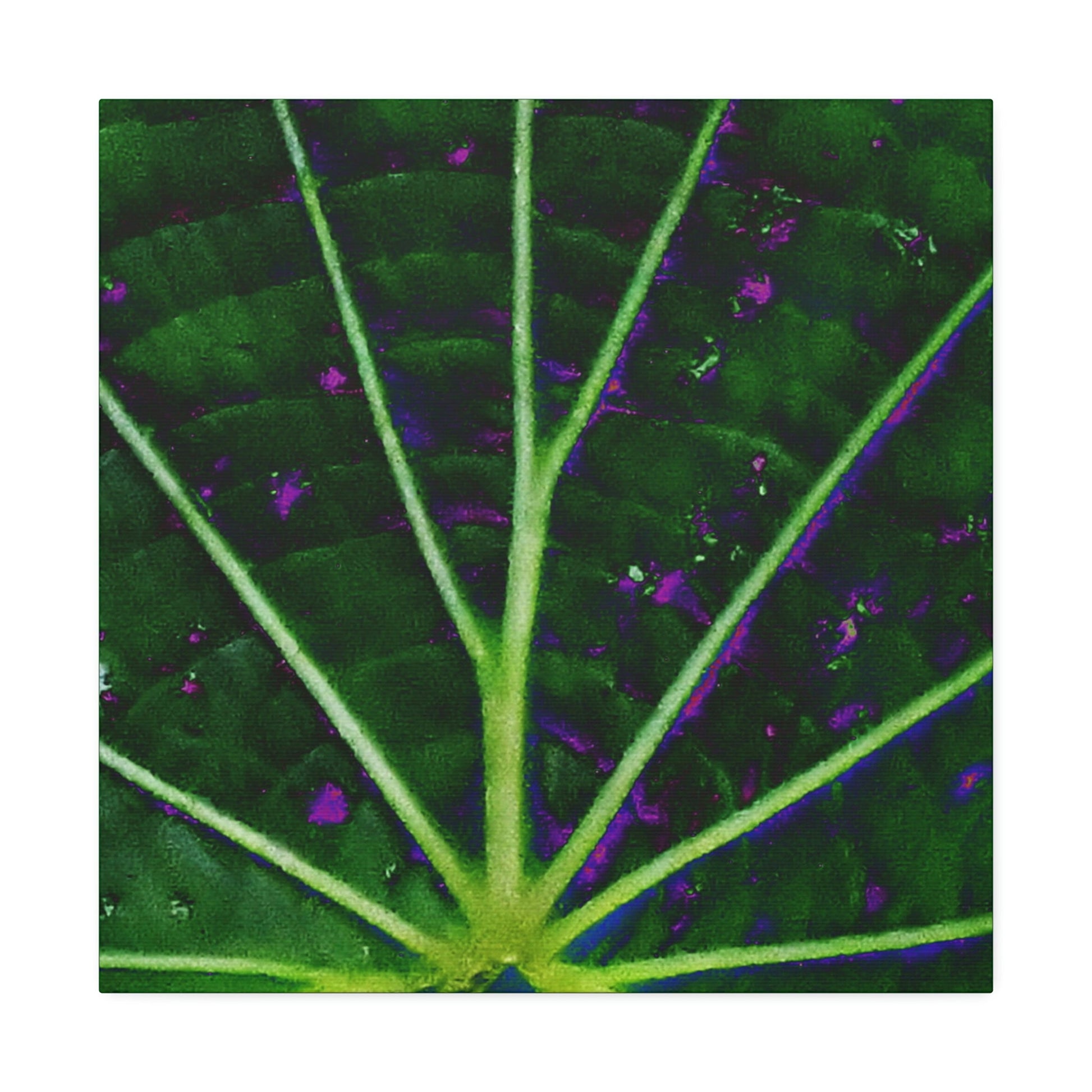 Canvas Stretched - Forest@Home - El Yunque - The center of the Vaquiña leaf - used in teas for kidney health - Green Forest Home