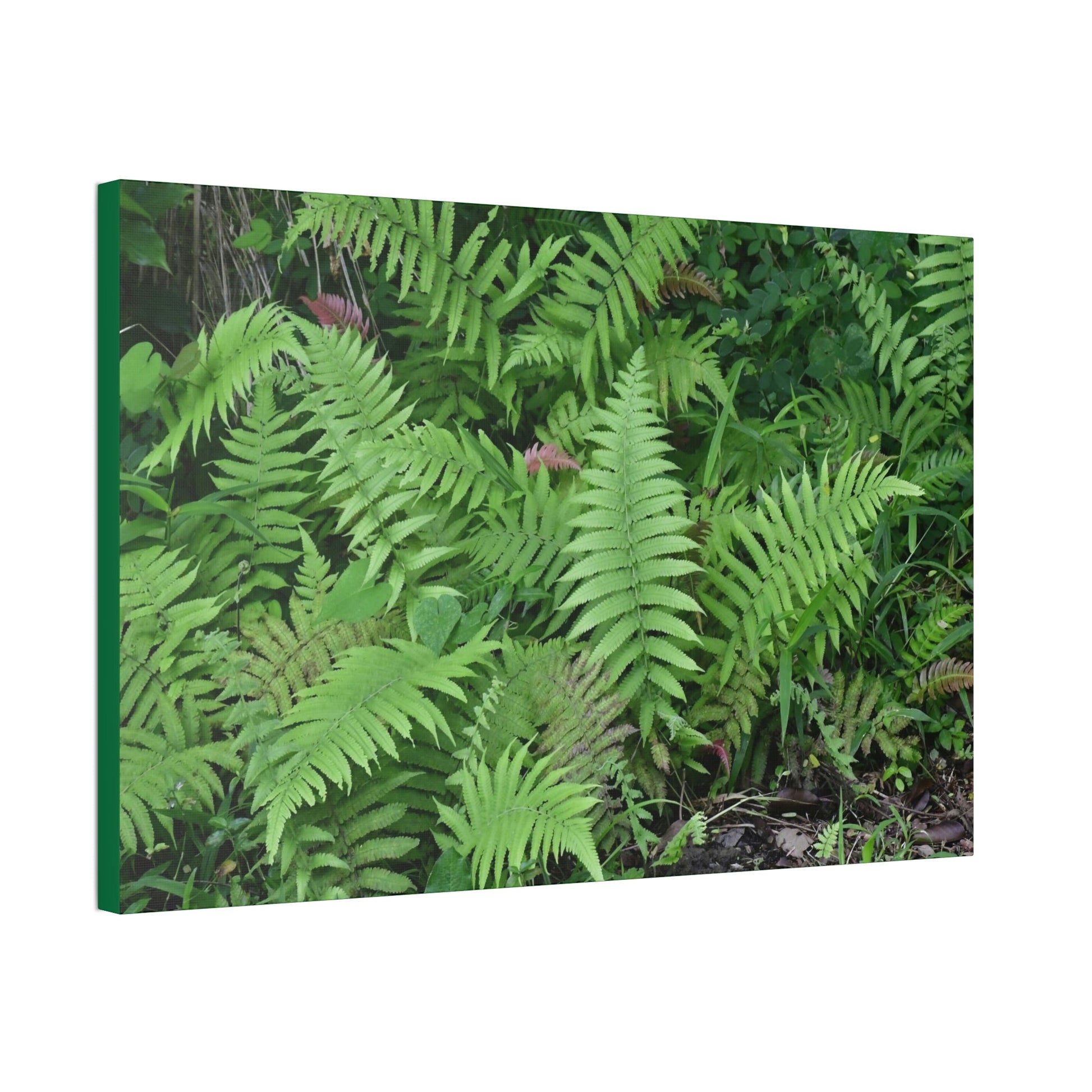 Canvas Stretched - Forest@Home - El Yunque - The happiness of being a simple Fern - one of 150 species of ferns here - Green Forest Home