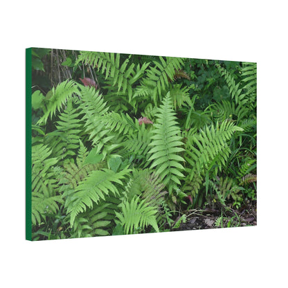 Canvas Stretched - Forest@Home - El Yunque - The happiness of being a simple Fern - one of 150 species of ferns here - Green Forest Home