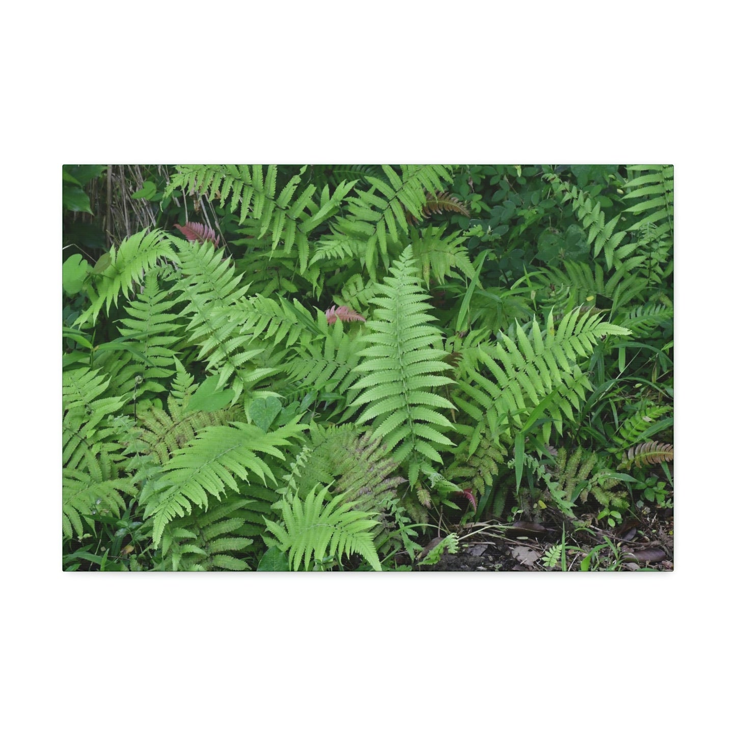 Canvas Stretched - Forest@Home - El Yunque - The happiness of being a simple Fern - one of 150 species of ferns here - Green Forest Home