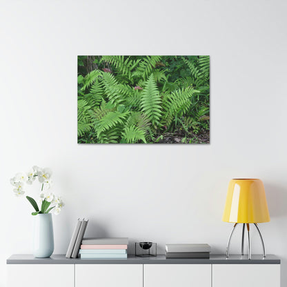 Canvas Stretched - Forest@Home - El Yunque - The happiness of being a simple Fern - one of 150 species of ferns here - Green Forest Home