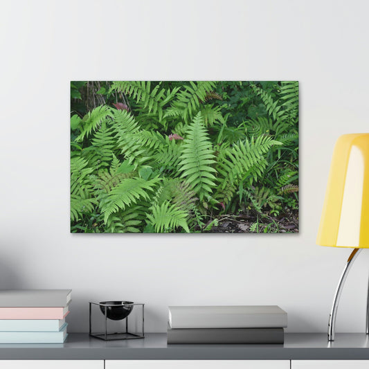 Canvas Stretched - Forest@Home - El Yunque - The happiness of being a simple Fern - one of 150 species of ferns here - Green Forest Home
