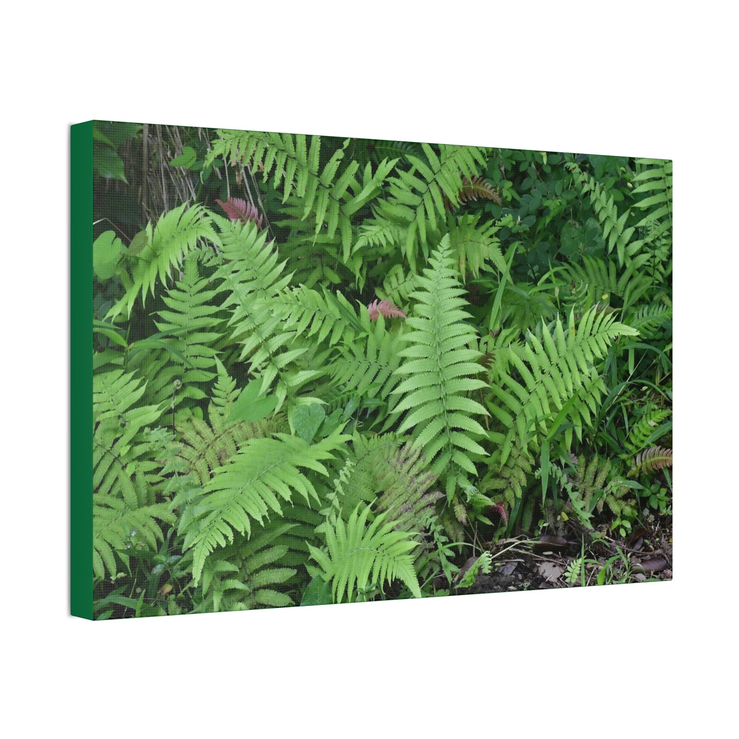 Canvas Stretched - Forest@Home - El Yunque - The happiness of being a simple Fern - one of 150 species of ferns here - Green Forest Home