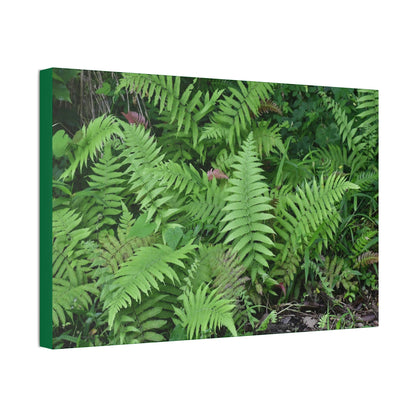 Canvas Stretched - Forest@Home - El Yunque - The happiness of being a simple Fern - one of 150 species of ferns here - Green Forest Home