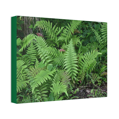 Canvas Stretched - Forest@Home - El Yunque - The happiness of being a simple Fern - one of 150 species of ferns here - Green Forest Home