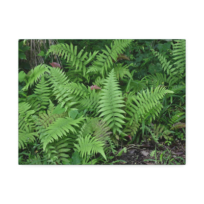 Canvas Stretched - Forest@Home - El Yunque - The happiness of being a simple Fern - one of 150 species of ferns here - Green Forest Home