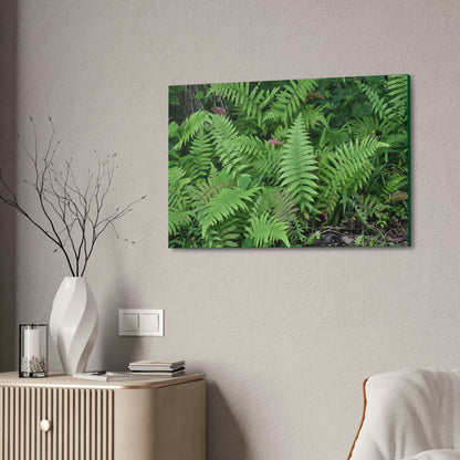 Canvas Stretched - Forest@Home - El Yunque - The happiness of being a simple Fern - one of 150 species of ferns here - Green Forest Home