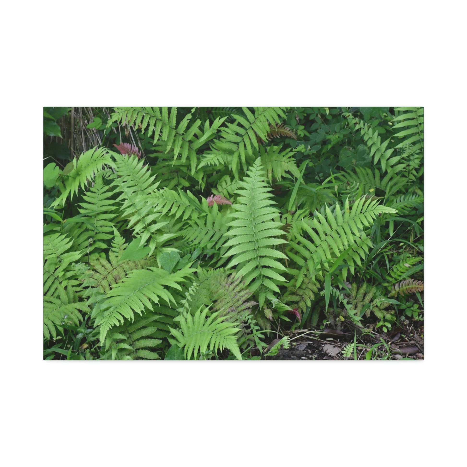 Canvas Stretched - Forest@Home - El Yunque - The happiness of being a simple Fern - one of 150 species of ferns here - Green Forest Home