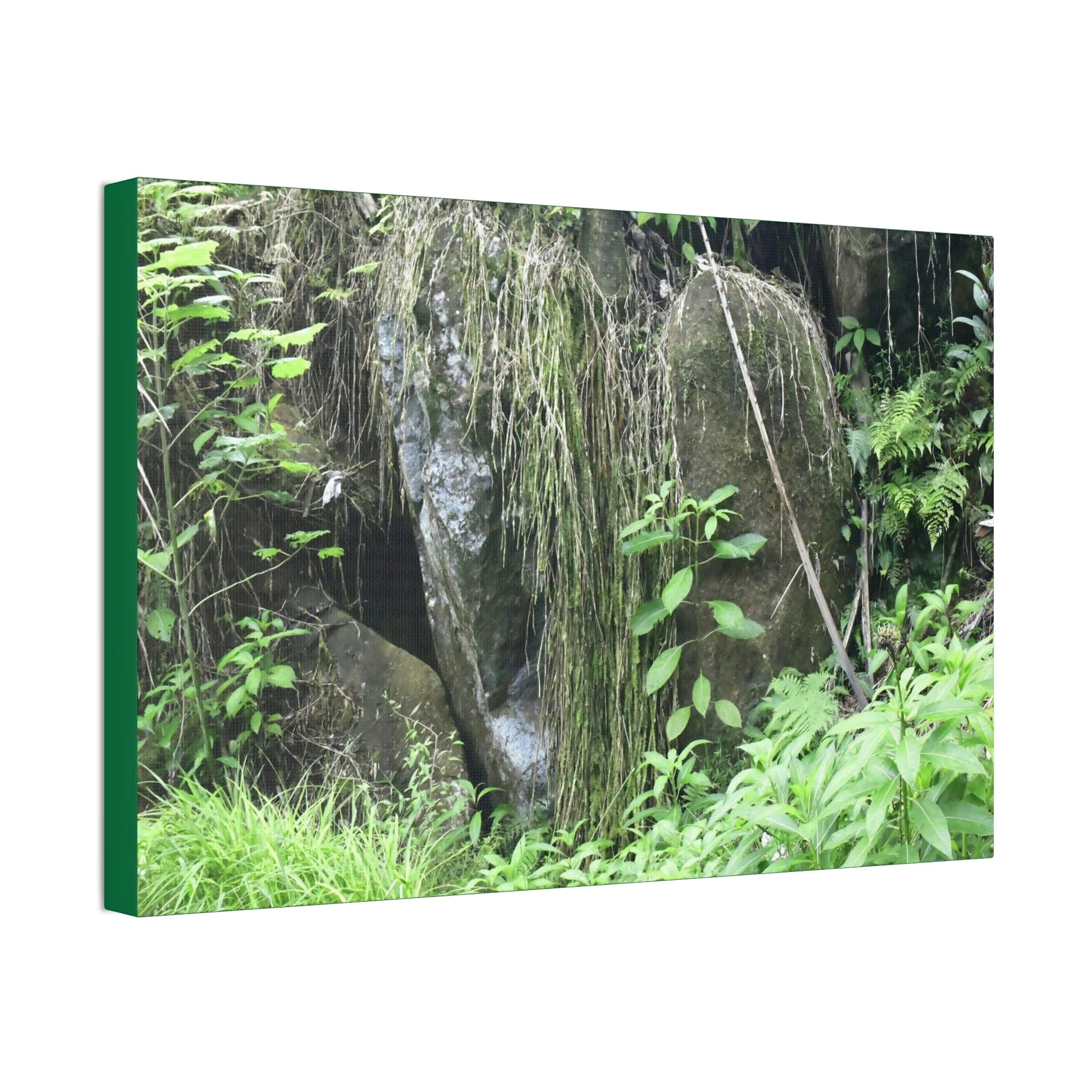 Canvas Stretched - Forest@Home - El Yunque - The longest roots we have seen of a Sierra Palm - early Tradewinds Trail - Green Forest Home