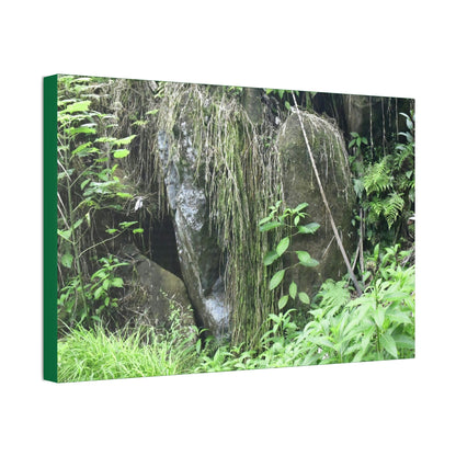 Canvas Stretched - Forest@Home - El Yunque - The longest roots we have seen of a Sierra Palm - early Tradewinds Trail - Green Forest Home