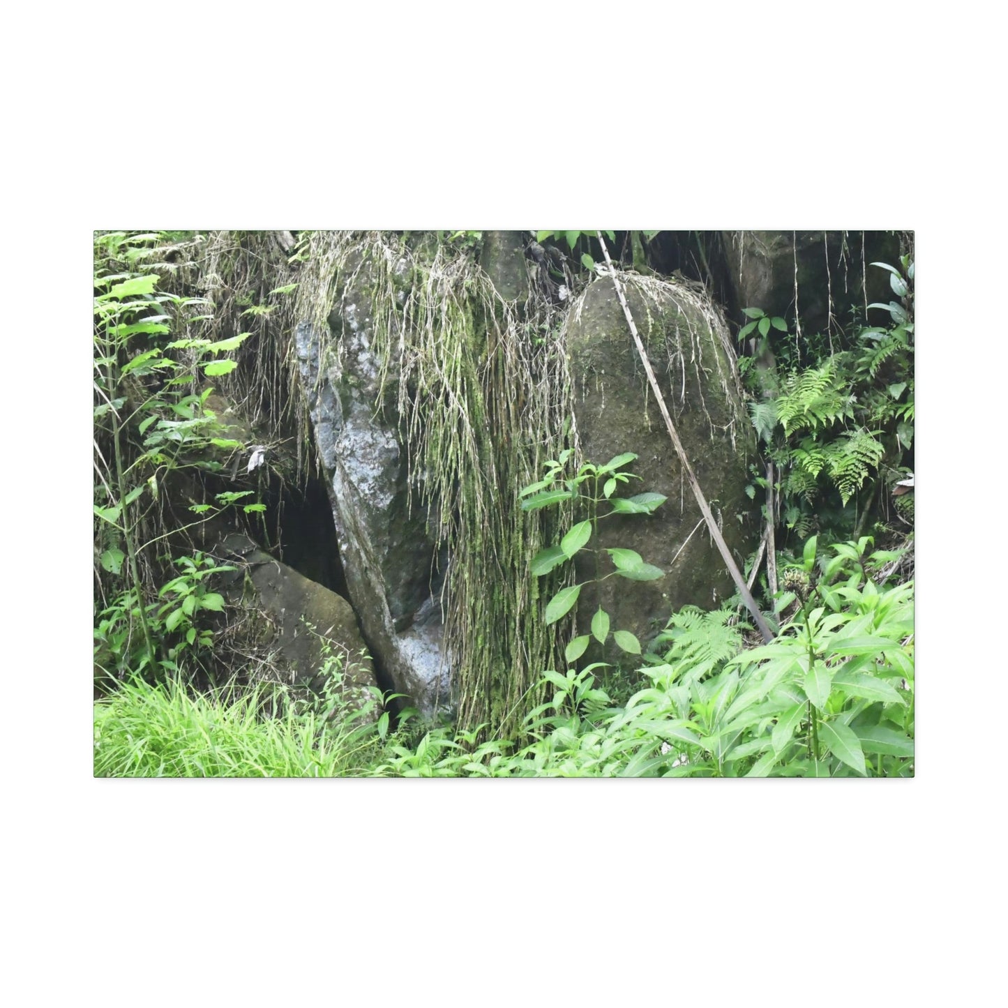 Canvas Stretched - Forest@Home - El Yunque - The longest roots we have seen of a Sierra Palm - early Tradewinds Trail - Green Forest Home