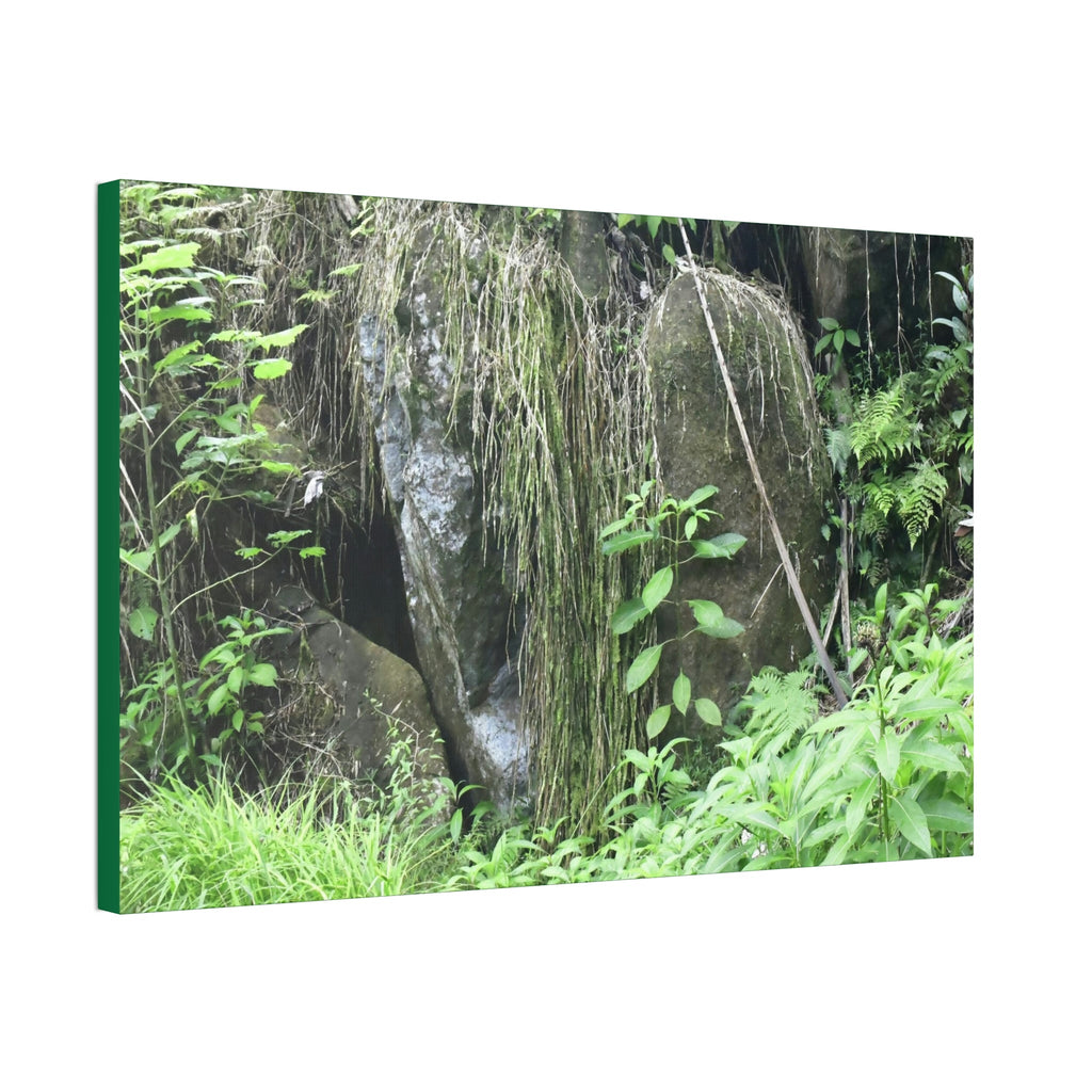 Canvas Stretched - Forest@Home - El Yunque - The longest roots we have seen of a Sierra Palm - early Tradewinds Trail - Green Forest Home