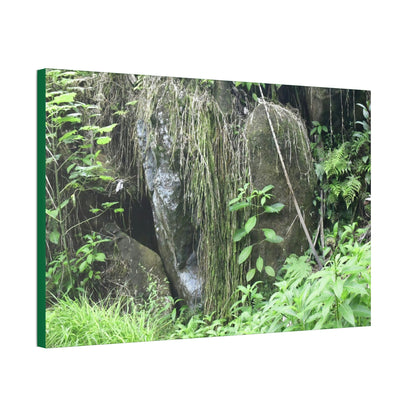 Canvas Stretched - Forest@Home - El Yunque - The longest roots we have seen of a Sierra Palm - early Tradewinds Trail - Green Forest Home