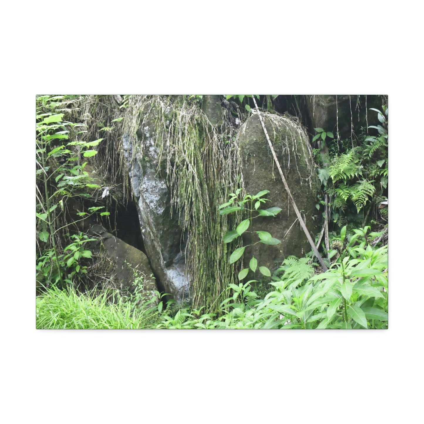 Canvas Stretched - Forest@Home - El Yunque - The longest roots we have seen of a Sierra Palm - early Tradewinds Trail - Green Forest Home