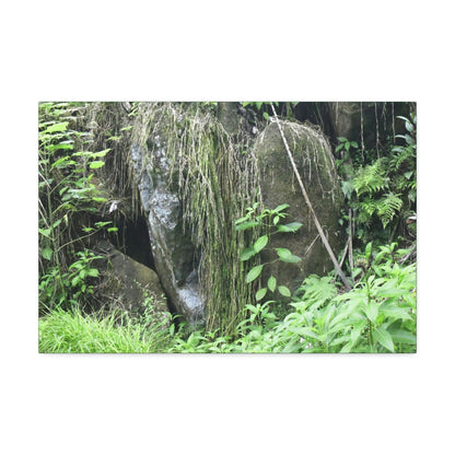 Canvas Stretched - Forest@Home - El Yunque - The longest roots we have seen of a Sierra Palm - early Tradewinds Trail - Green Forest Home