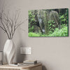 Canvas Stretched - Forest@Home - El Yunque - The longest roots we have seen of a Sierra Palm - early Tradewinds Trail - Green Forest Home