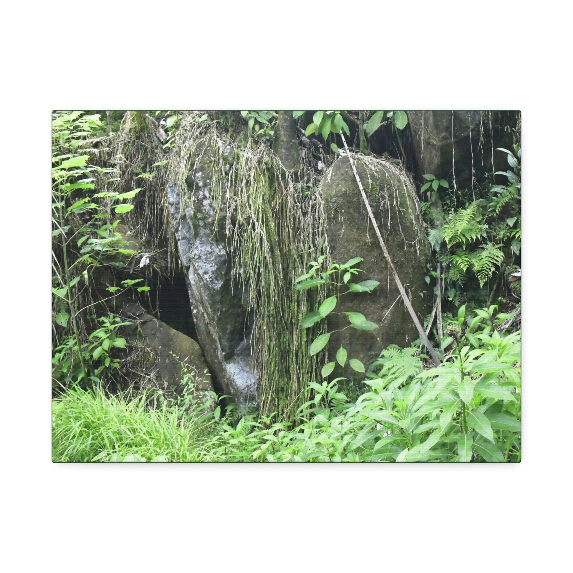 Canvas Stretched - Forest@Home - El Yunque - The longest roots we have seen of a Sierra Palm - early Tradewinds Trail - Green Forest Home