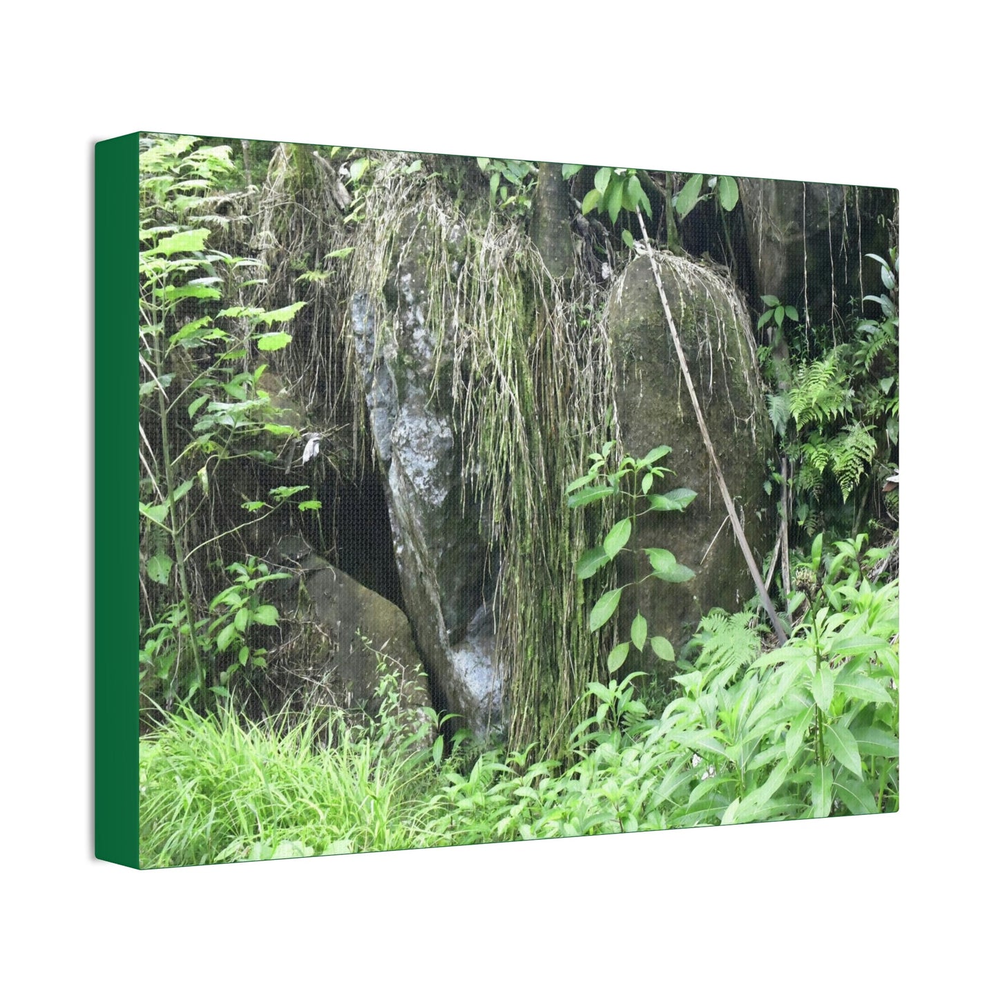 Canvas Stretched - Forest@Home - El Yunque - The longest roots we have seen of a Sierra Palm - early Tradewinds Trail - Green Forest Home