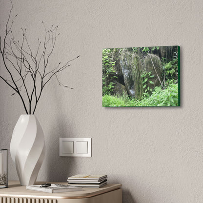 Canvas Stretched - Forest@Home - El Yunque - The longest roots we have seen of a Sierra Palm - early Tradewinds Trail - Green Forest Home