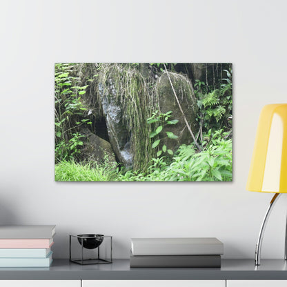 Canvas Stretched - Forest@Home - El Yunque - The longest roots we have seen of a Sierra Palm - early Tradewinds Trail - Green Forest Home
