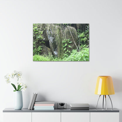 Canvas Stretched - Forest@Home - El Yunque - The longest roots we have seen of a Sierra Palm - early Tradewinds Trail - Green Forest Home