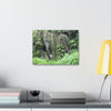 Canvas Stretched - Forest@Home - El Yunque - The longest roots we have seen of a Sierra Palm - early Tradewinds Trail - Green Forest Home