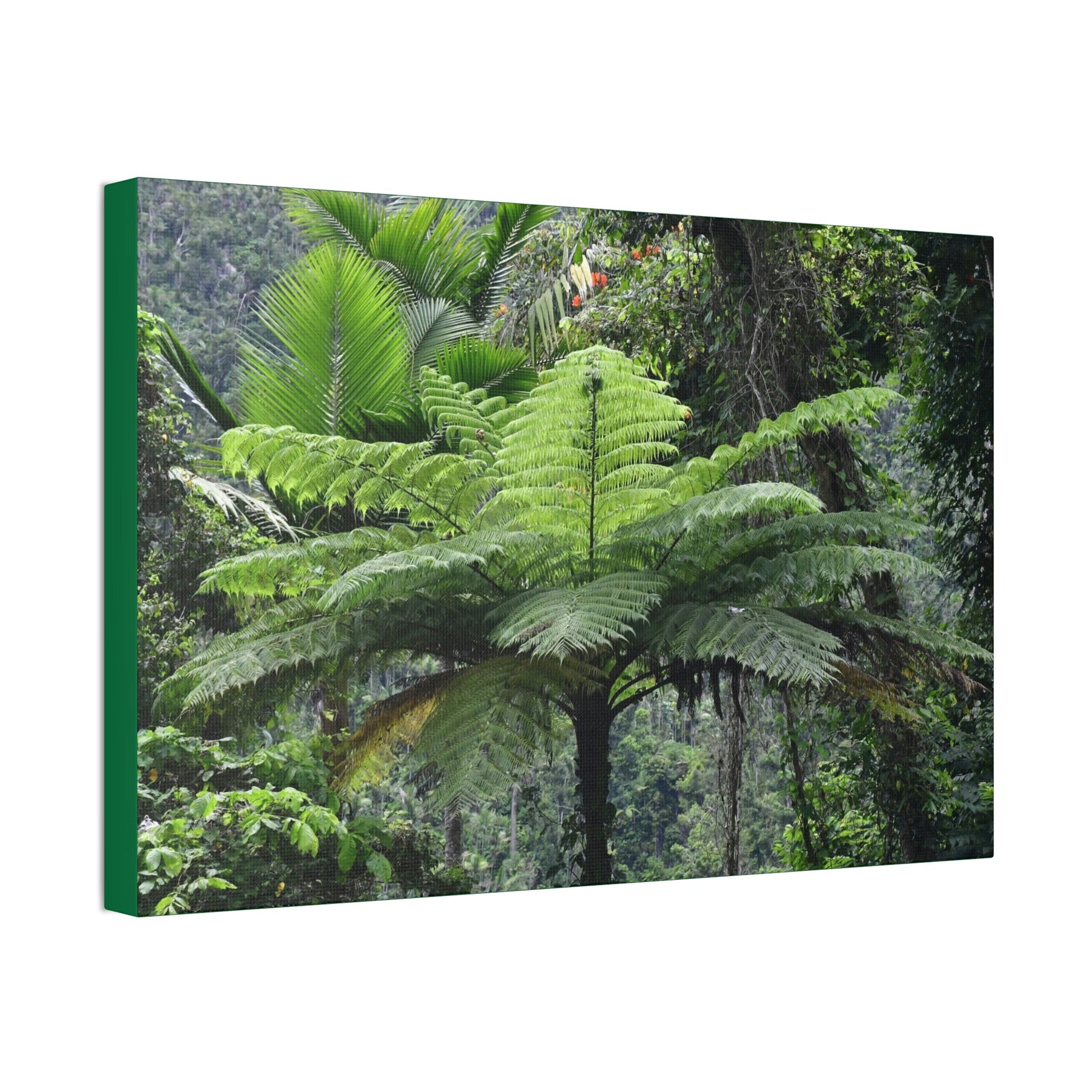 Canvas Stretched - Forest@Home - El Yunque - The most ancient tree is the Fern Palm tree - like the one here millions of years old - Green Forest Home
