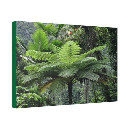 Canvas Stretched - Forest@Home - El Yunque - The most ancient tree is the Fern Palm tree - like the one here millions of years old - Green Forest Home