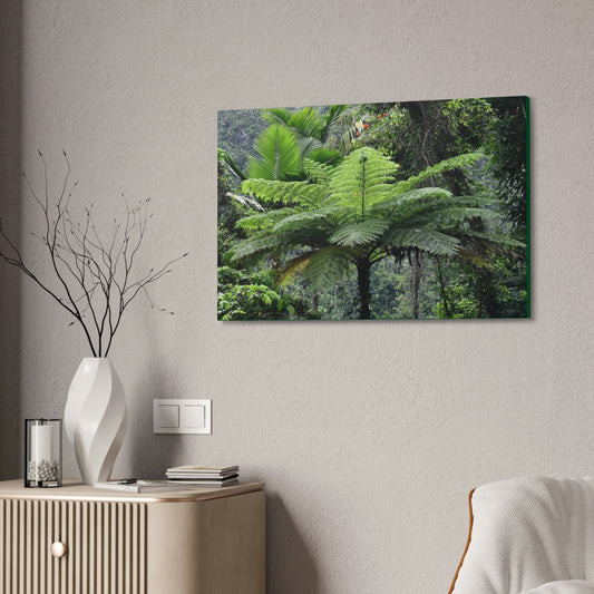 Canvas Stretched - Forest@Home - El Yunque - The most ancient tree is the Fern Palm tree - like the one here millions of years old - Green Forest Home