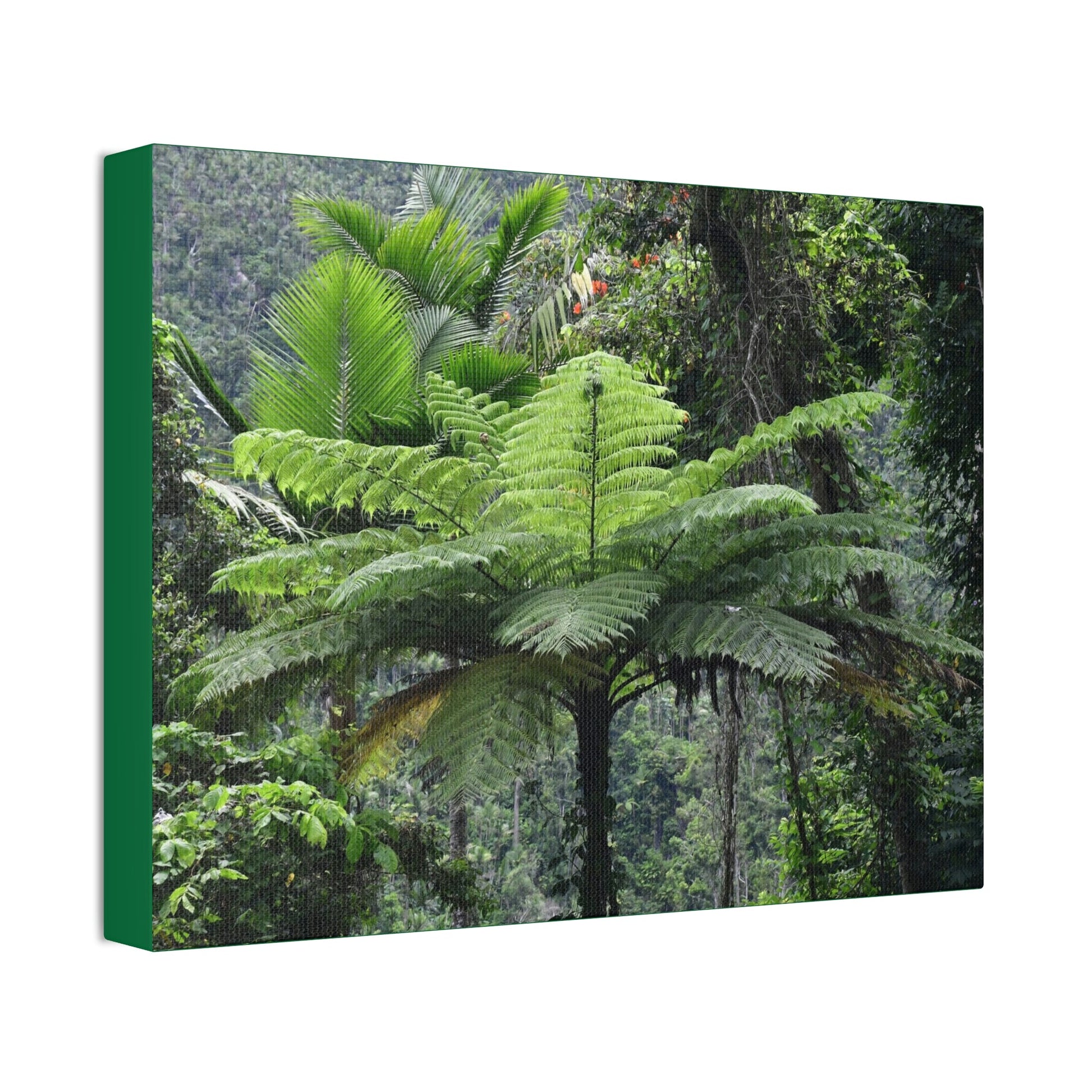 Canvas Stretched - Forest@Home - El Yunque - The most ancient tree is the Fern Palm tree - like the one here millions of years old - Green Forest Home