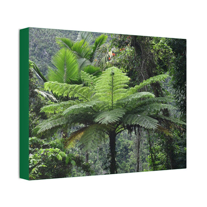 Canvas Stretched - Forest@Home - El Yunque - The most ancient tree is the Fern Palm tree - like the one here millions of years old - Green Forest Home
