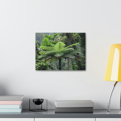 Canvas Stretched - Forest@Home - El Yunque - The most ancient tree is the Fern Palm tree - like the one here millions of years old - Green Forest Home