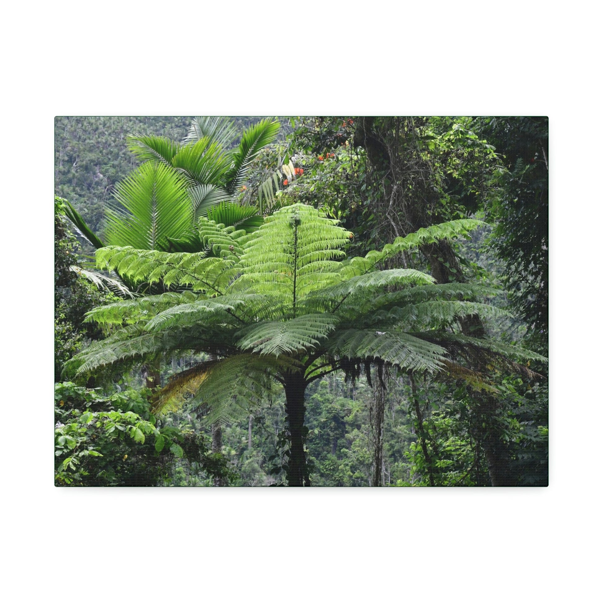 Canvas Stretched - Forest@Home - El Yunque - The most ancient tree is the Fern Palm tree - like the one here millions of years old - Green Forest Home