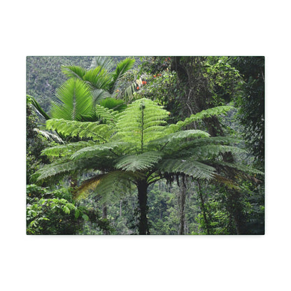 Canvas Stretched - Forest@Home - El Yunque - The most ancient tree is the Fern Palm tree - like the one here millions of years old - Green Forest Home