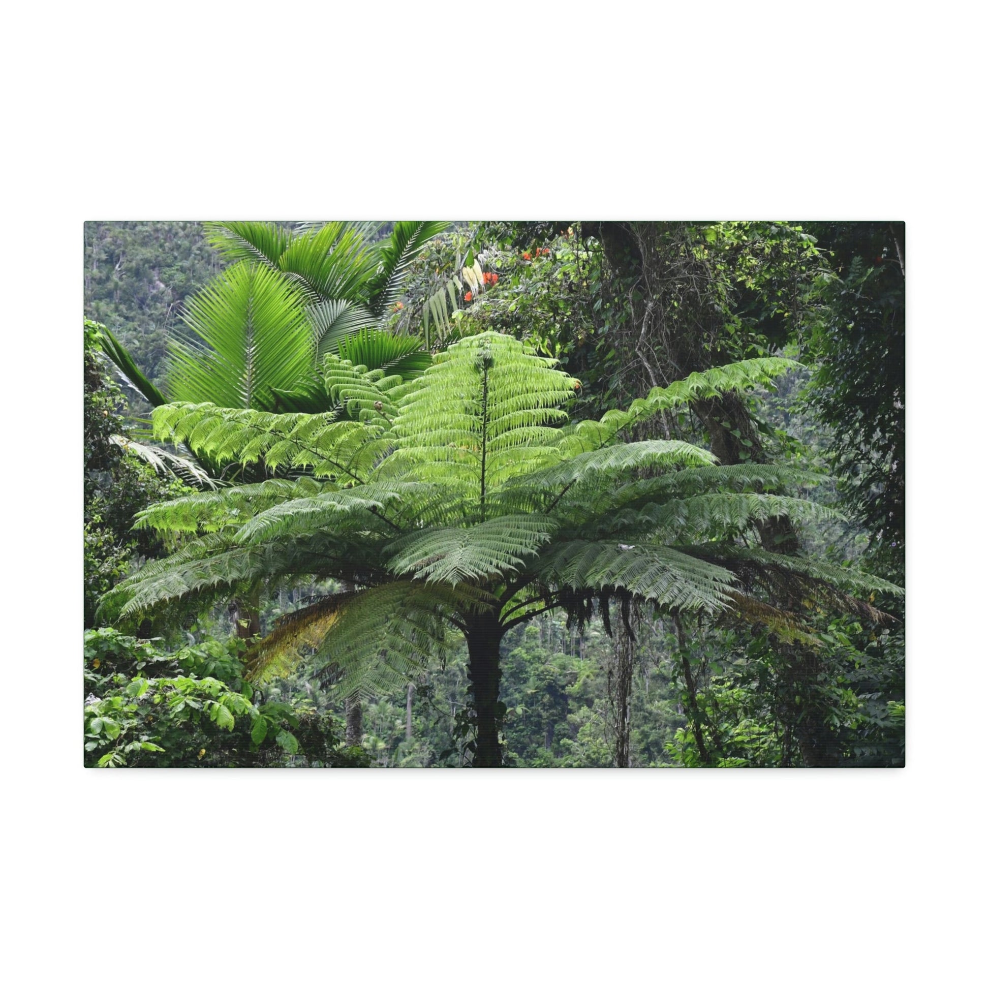 Canvas Stretched - Forest@Home - El Yunque - The most ancient tree is the Fern Palm tree - like the one here millions of years old - Green Forest Home