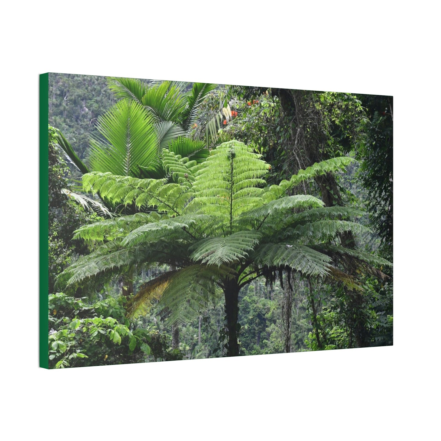 Canvas Stretched - Forest@Home - El Yunque - The most ancient tree is the Fern Palm tree - like the one here millions of years old - Green Forest Home