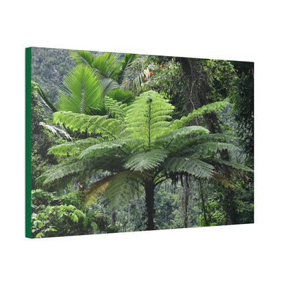 Canvas Stretched - Forest@Home - El Yunque - The most ancient tree is the Fern Palm tree - like the one here millions of years old - Green Forest Home