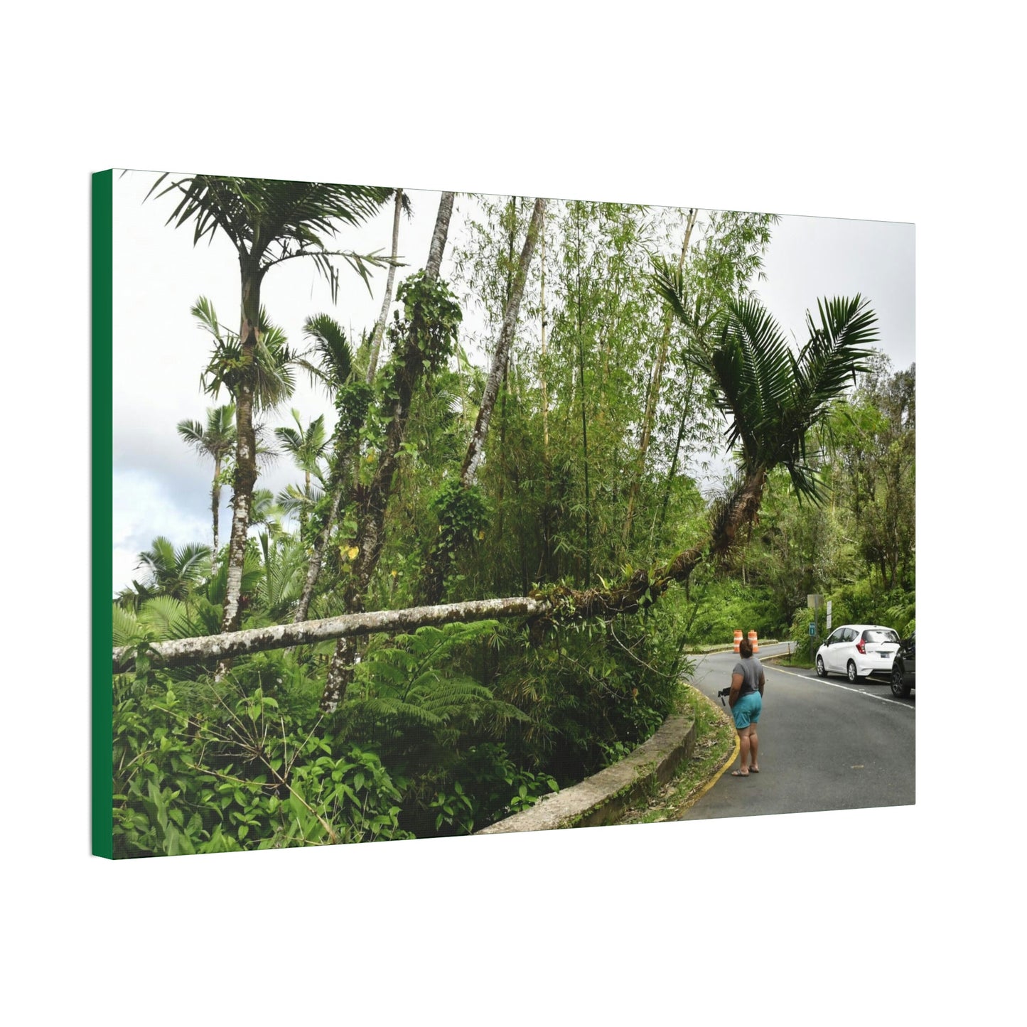Canvas Stretched - Forest@Home - El Yunque - The Mt Britton Trail parking lot - just before the gate & Tradewinds trail entrance - Green Forest Home
