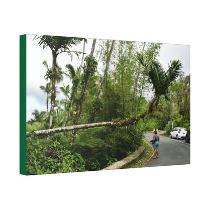 Canvas Stretched - Forest@Home - El Yunque - The Mt Britton Trail parking lot - just before the gate & Tradewinds trail entrance - Green Forest Home