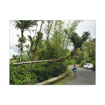 Canvas Stretched - Forest@Home - El Yunque - The Mt Britton Trail parking lot - just before the gate & Tradewinds trail entrance - Green Forest Home