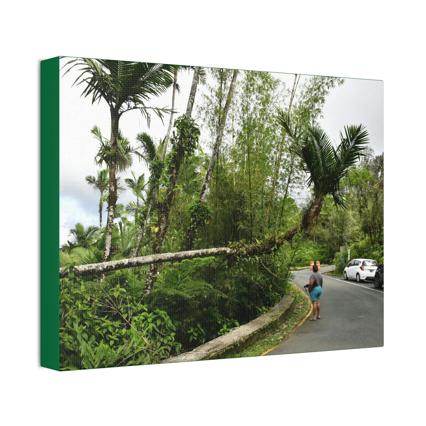 Canvas Stretched - Forest@Home - El Yunque - The Mt Britton Trail parking lot - just before the gate & Tradewinds trail entrance - Green Forest Home