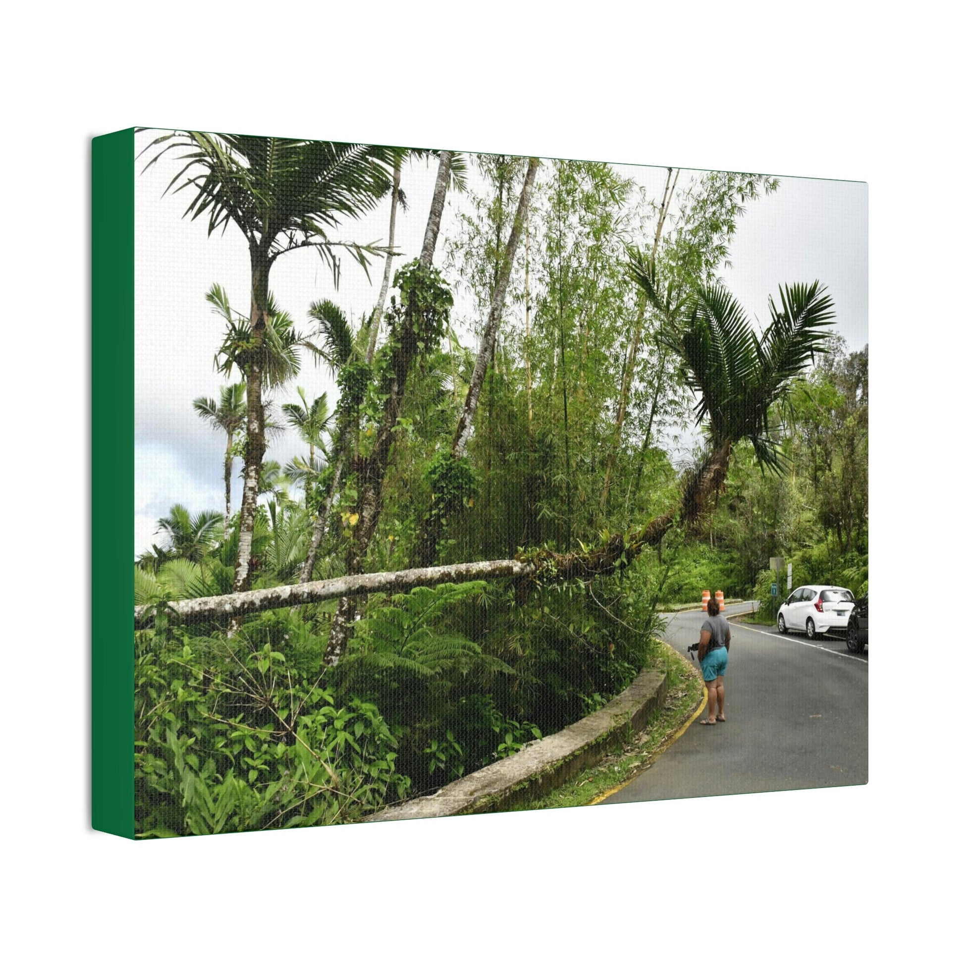 Canvas Stretched - Forest@Home - El Yunque - The Mt Britton Trail parking lot - just before the gate & Tradewinds trail entrance - Green Forest Home