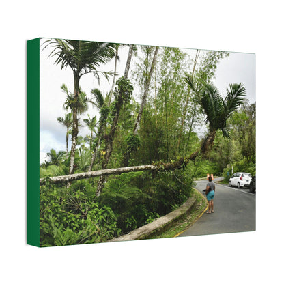 Canvas Stretched - Forest@Home - El Yunque - The Mt Britton Trail parking lot - just before the gate & Tradewinds trail entrance - Green Forest Home