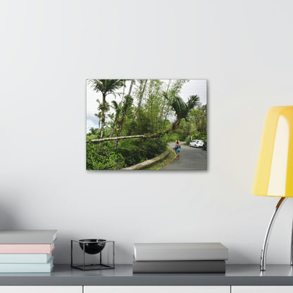 Canvas Stretched - Forest@Home - El Yunque - The Mt Britton Trail parking lot - just before the gate & Tradewinds trail entrance - Green Forest Home
