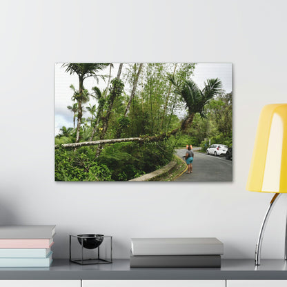 Canvas Stretched - Forest@Home - El Yunque - The Mt Britton Trail parking lot - just before the gate & Tradewinds trail entrance - Green Forest Home