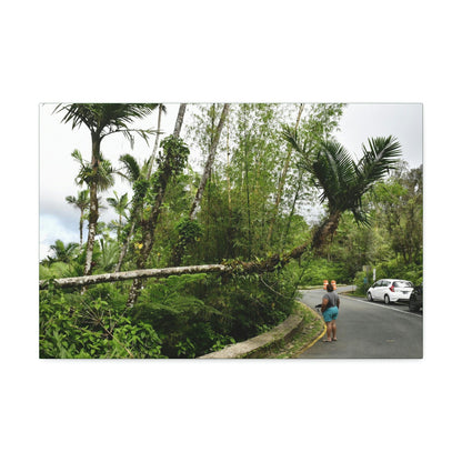 Canvas Stretched - Forest@Home - El Yunque - The Mt Britton Trail parking lot - just before the gate & Tradewinds trail entrance - Green Forest Home