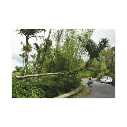 Canvas Stretched - Forest@Home - El Yunque - The Mt Britton Trail parking lot - just before the gate & Tradewinds trail entrance - Green Forest Home